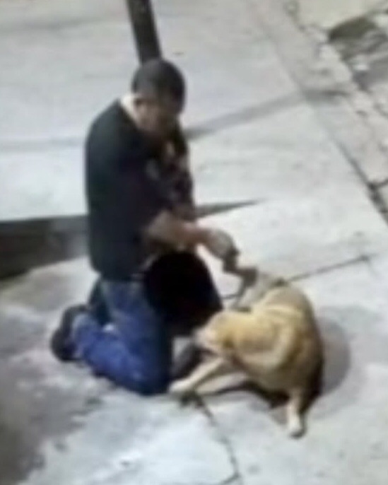 Capturado sujeto en Apure por intentar abusar sexualmente de una perrita en la vía&nbsp;pública