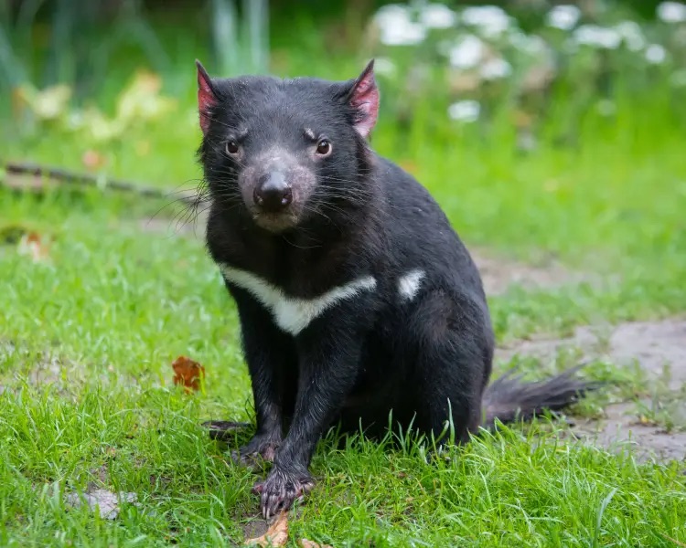 Nacieron Demonios de Tasmania en Australia por primera vez en 3.000&nbsp;años