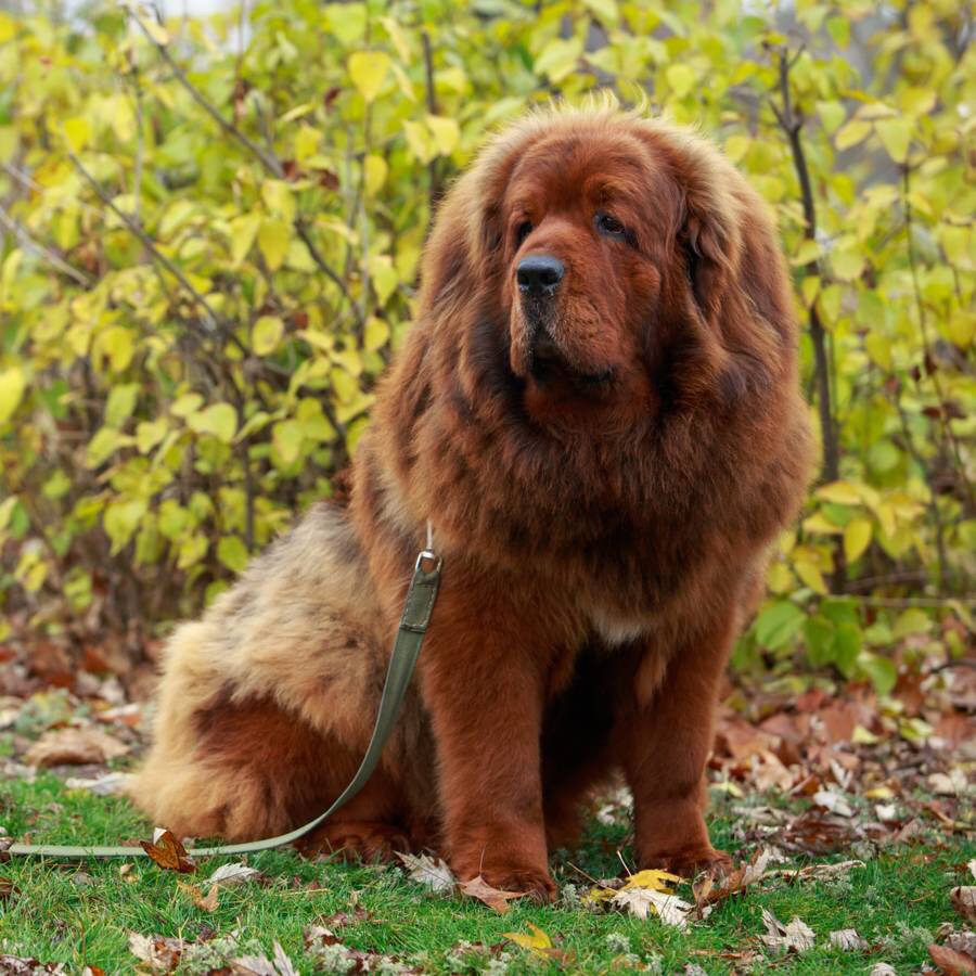 Un mastín tibetano fue vendido por casi 1.9 millones de dólares en&nbsp;China