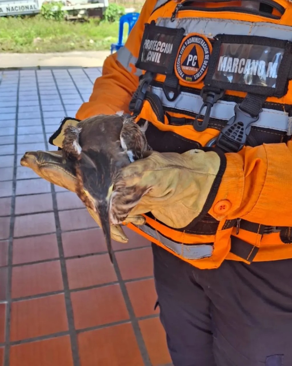 Un ave fue rescatada en la avenida Intercomunal de&nbsp;Barcelona