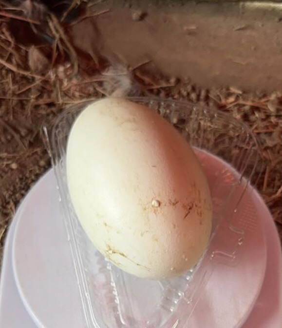 Confirman la fertilidad de un huevo de cóndor en Mérida tras 20 años sin&nbsp;nacimientos