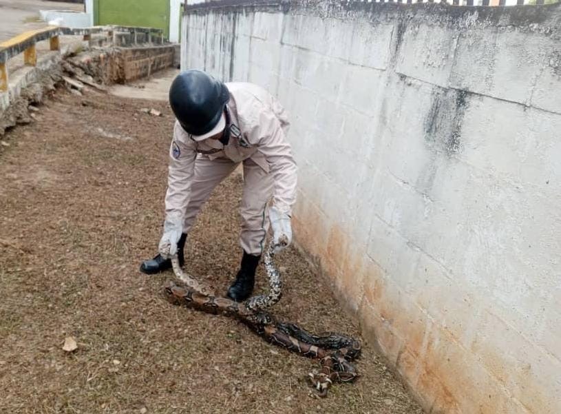 Rescatan dos boas constrictoras en Puerto La&nbsp;Cruz