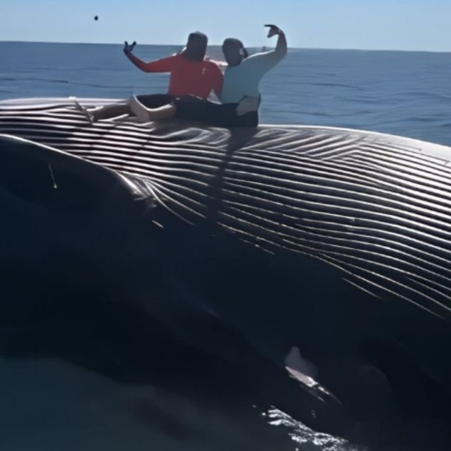 Pescadores ebrios se tomaron fotos sobre una ballena muerta en&nbsp;altamar