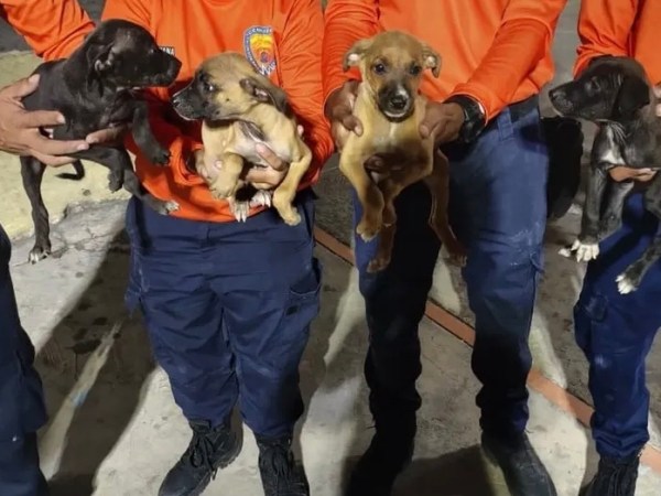Funcionarios de PC Guanta rescataron a cuatro cachorros atrapados en la quebrada La&nbsp;Culebra