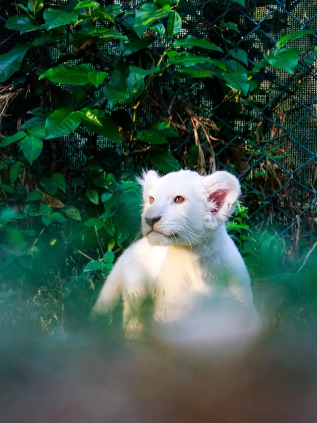 La leona blanca de Timbavati en el Zoológico “Las Delicias” cumplió dos meses de&nbsp;vida