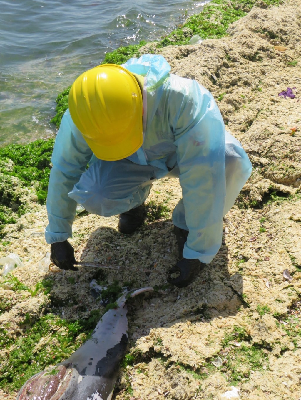 Hallan muerto a delfín en Punta de&nbsp;Piedras