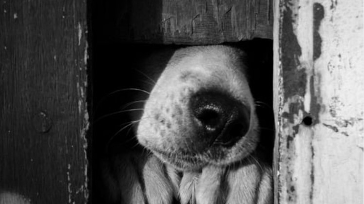 Ministerio Público investiga matanza serial de animales en Carapita en&nbsp;Caracas