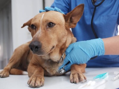 Alerta veterinaria por brote de enfermedades virales agresivas en&nbsp;caninos