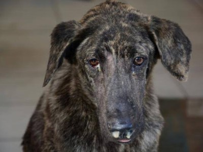 Misión Nevado despliega plan de vacunación séxtuple gratuita en Anzoátegui para frenar brotes de&nbsp;moquillo