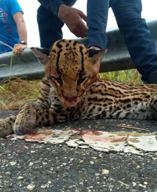 Rescataron y atendieron a cunaguaro tras ser arrollado en la autopista Barquisimeto-Sarare