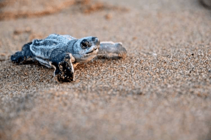 Activan protocolos Seguridad para la Protección de la Tortuga Cardón en Nueva Esparta