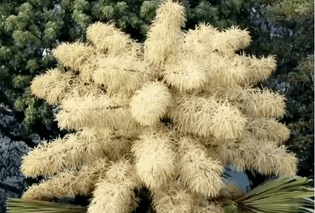Video de la palma Ceilán en el Jardín Botánico de Caracas es de&nbsp;2022