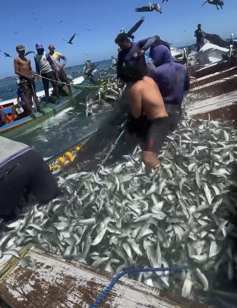Abundancia y bendición en el inicio de la temporada de sardina en Venezuela