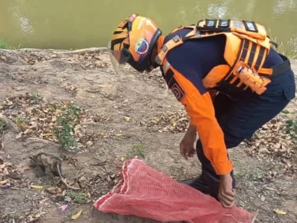 Protección Civil rescató y liberó a una zarigüeya en&nbsp;Barcelona