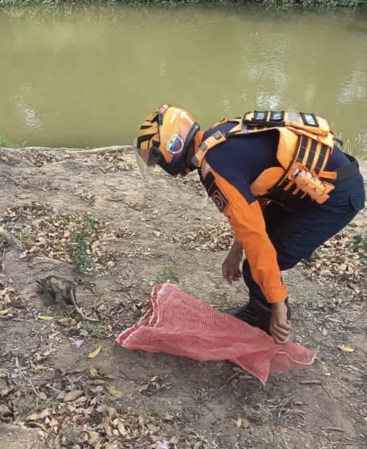 Protección Civil rescató y liberó a una zarigüeya en&nbsp;Barcelona