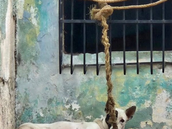 Reportan caso de maltrato animal en&nbsp;Lechería