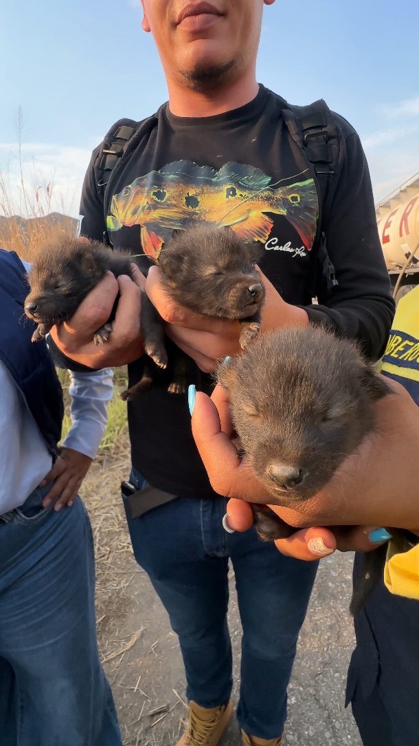 Rescataron a tres cachorros de zorro tras incendio en el Parque Nacional Henri&nbsp;Pittier