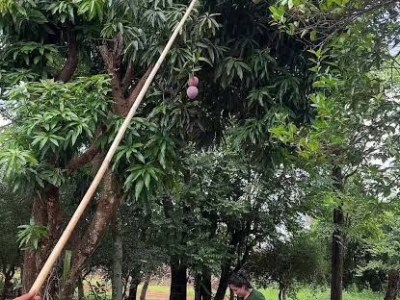 Falleció hombre electrocutado mientras tumbaba mangos en Aragua&nbsp;&nbsp;