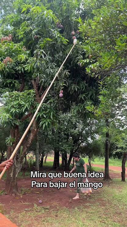 Falleció hombre electrocutado mientras tumbaba mangos en Aragua