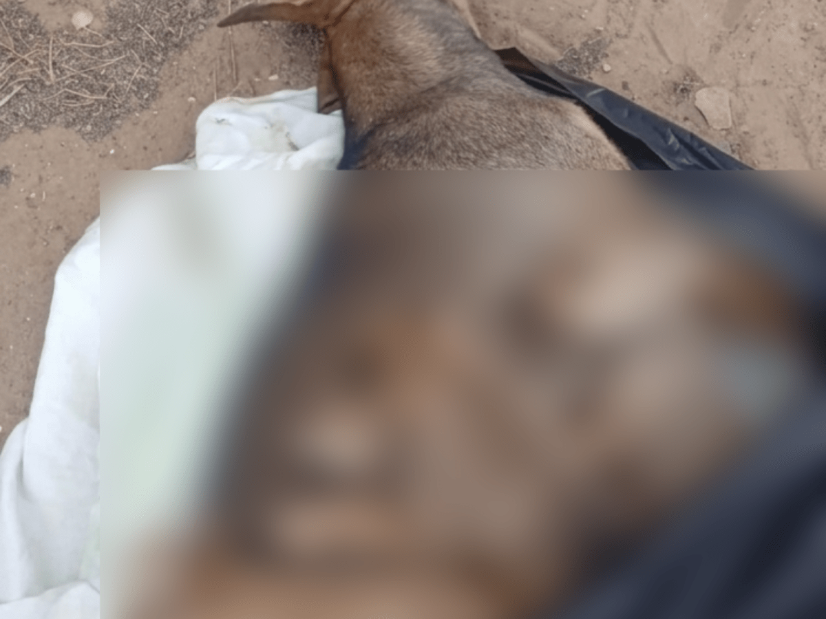 Conmoción en Macanao por envenenamiento de una perrita y sus&nbsp;cachorros