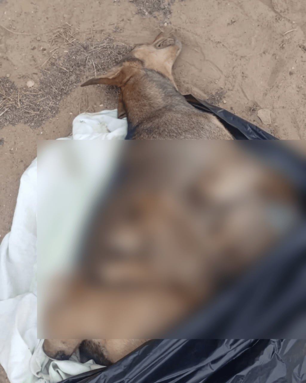 Conmoción en Macanao por envenenamiento de una perrita y sus&nbsp;cachorros