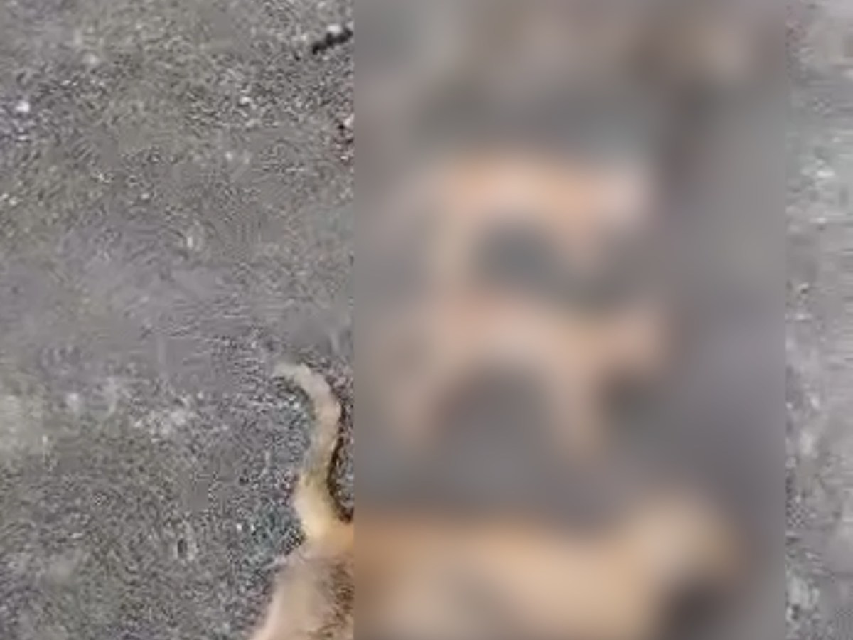 Denuncian envenenamiento de gatos en&nbsp;Maturín