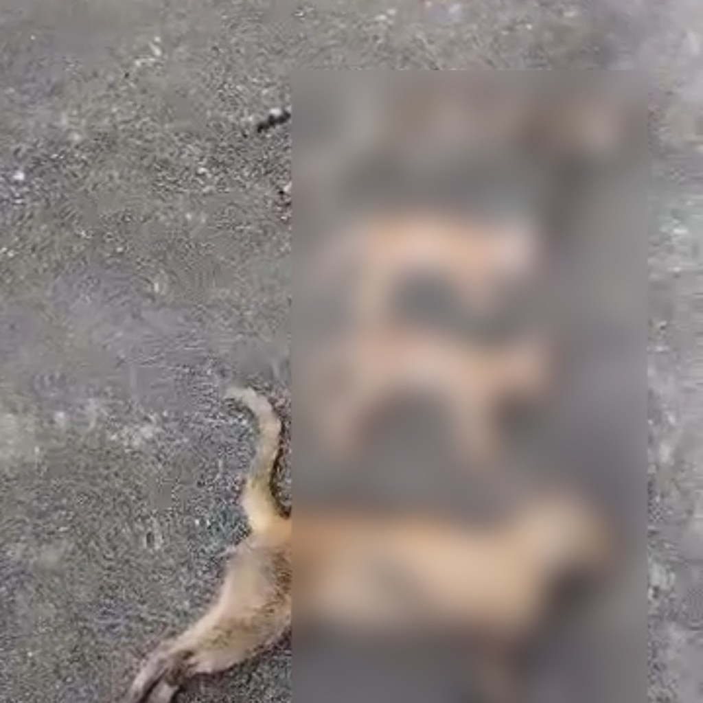 Denuncian envenenamiento de gatos en&nbsp;Maturín