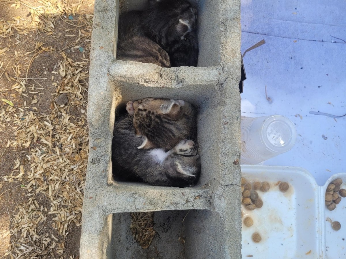 Reportan que abandonaron cinco gatitos en una plaza de&nbsp;Barcelona&nbsp;