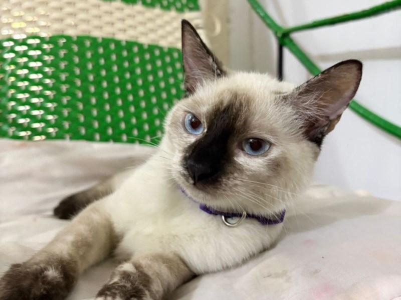 Servicio público: Buscan a «Cleo», gatita siamesa extraviada en&nbsp;Barcelona