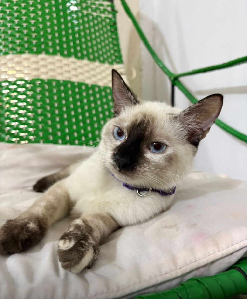 Servicio público: Buscan a «Cleo», gatita siamesa extraviada en Barcelona