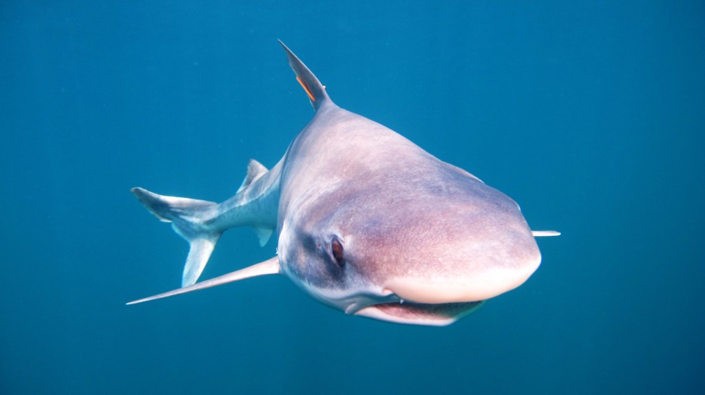 Científicos alertan sobre la amenaza de extinción del tiburón bebé en el&nbsp;país&nbsp;