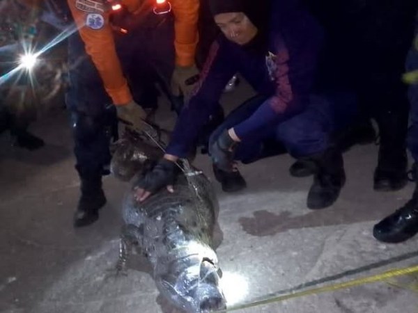 Rescatan a un caimán atrapado en un conducto de gas en&nbsp;Barcelona&nbsp;