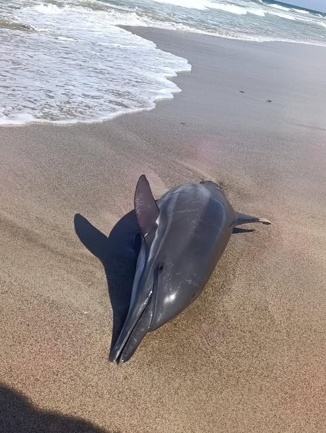 Hallaron delfín con heridas de arma blanca en la Isla de&nbsp;Margarita&nbsp;