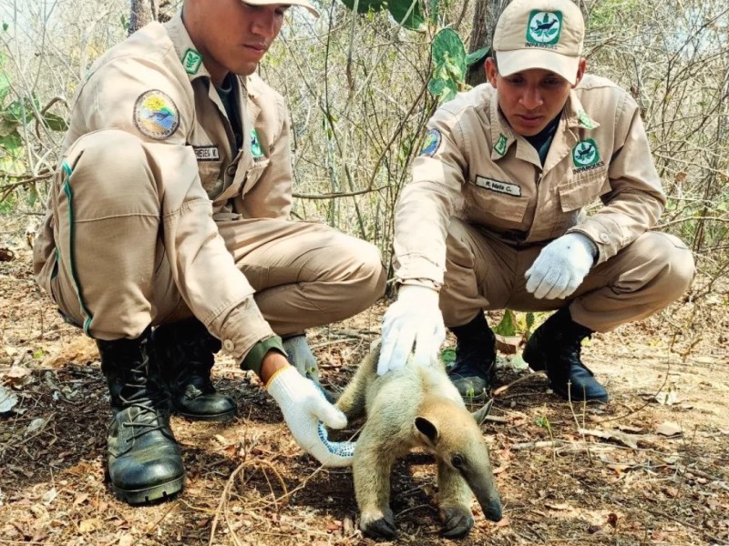 Rescatan a ejemplar de oso melero en Puerto&nbsp;Pirítu