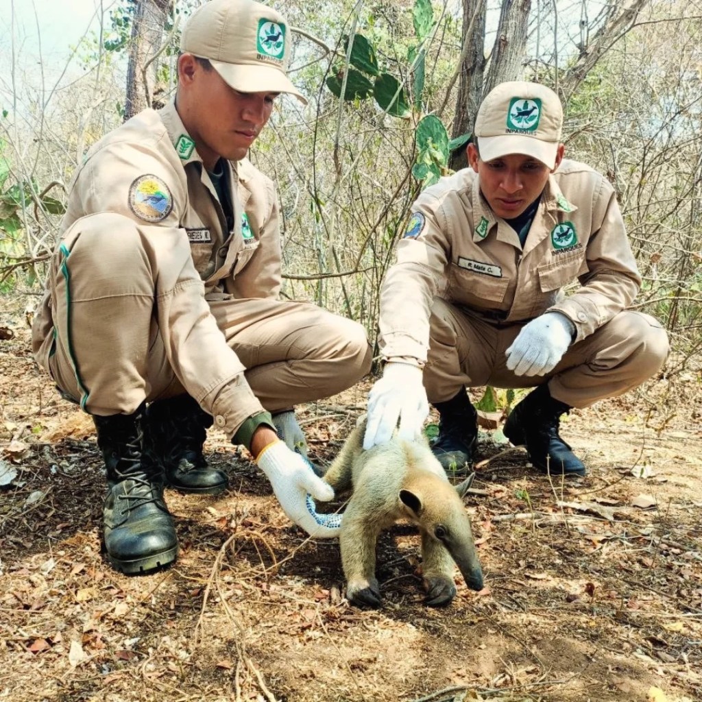 Rescatan a ejemplar de oso melero en Puerto&nbsp;Pirítu