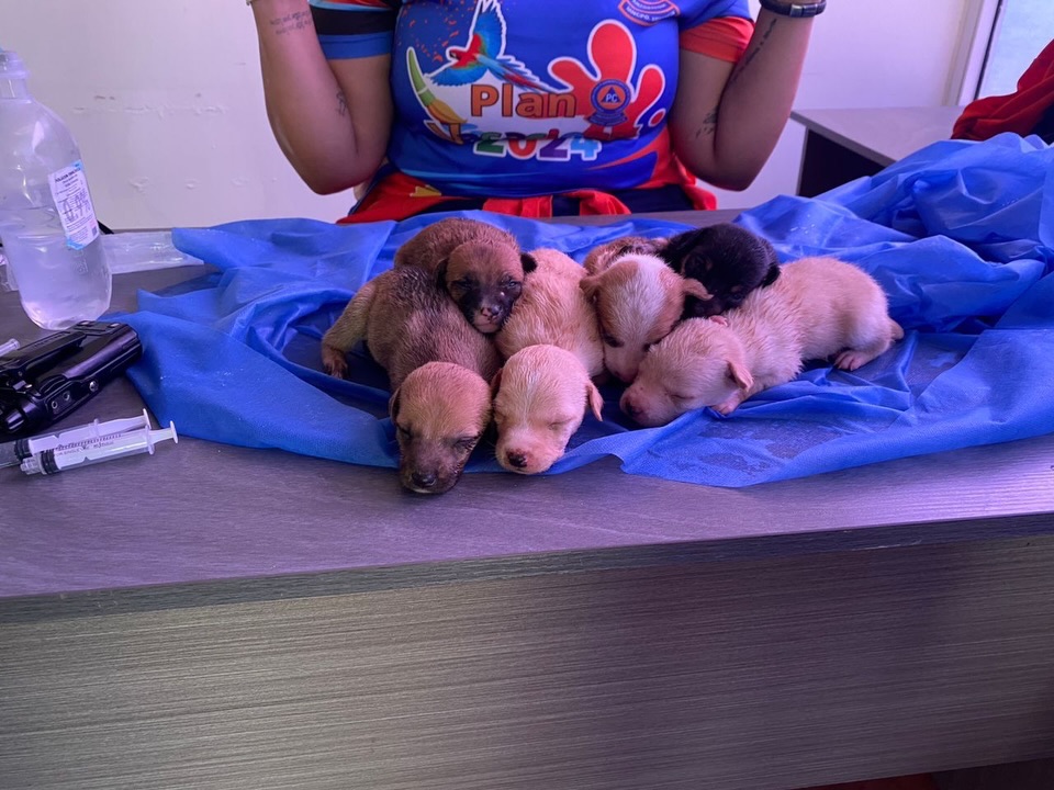 Rescatan a seis cachorros en el Cerro el Morro de&nbsp;Lechería