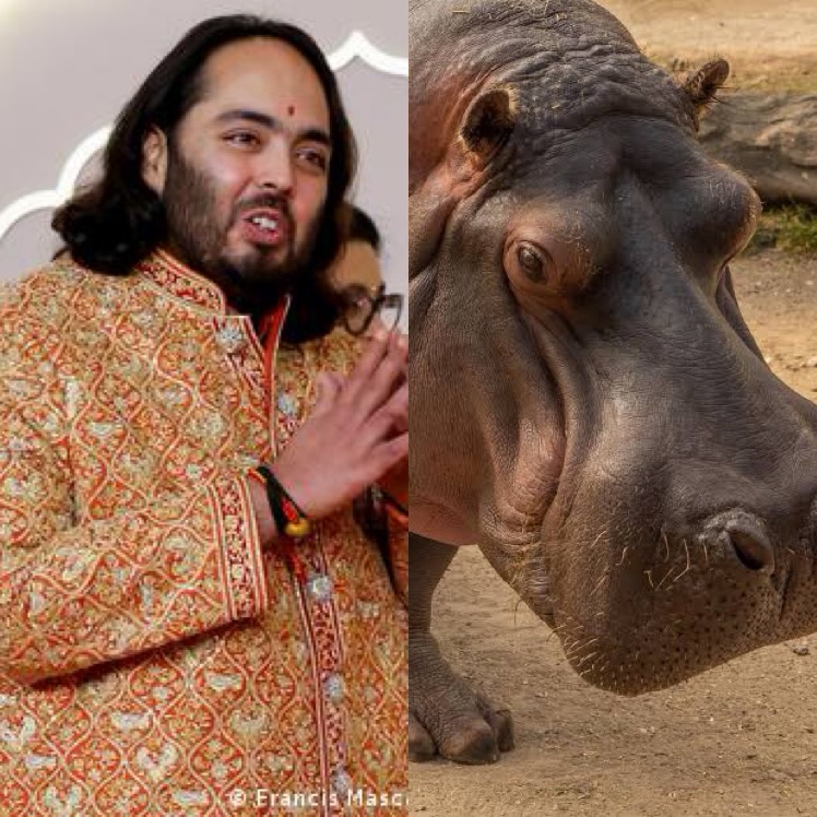 Millonario indio propone trasladar a la India a 80 hipopótamos Colombianos para evitar su&nbsp;sacrificio