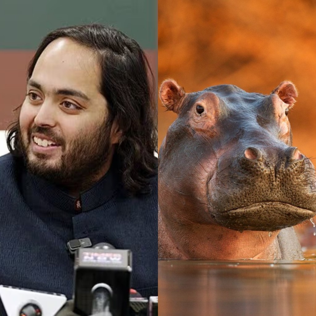 Rumbo a la India: 80 hipopótamos de Colombia se salvan de la&nbsp;eutanasia&nbsp;