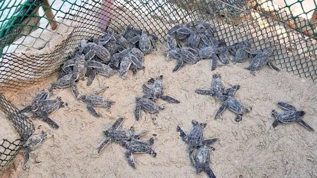 Nacieron 56 tortuguillos de la especie cardón en Playa&nbsp;Parguito