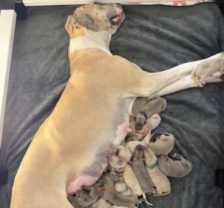 Una gran danés hace historia al dar a luz a 19&nbsp;cachorros&nbsp;