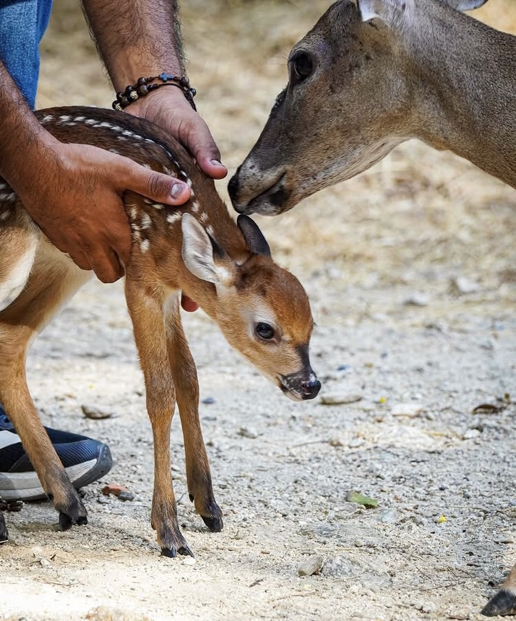 Nació una nueva cría de venado cola blanca en el Zoológico Las Delicias de Aragua