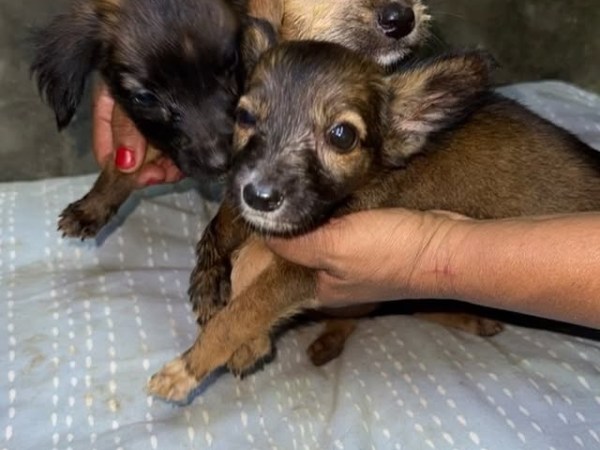 En Lechería Fundación pide ayuda a las autoridades: «Estamos colapsados» por la cantidad de perros&nbsp;rescatados