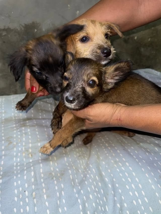 En Lechería Fundación pide ayuda a las autoridades: «Estamos colapsados» por la cantidad de perros&nbsp;rescatados