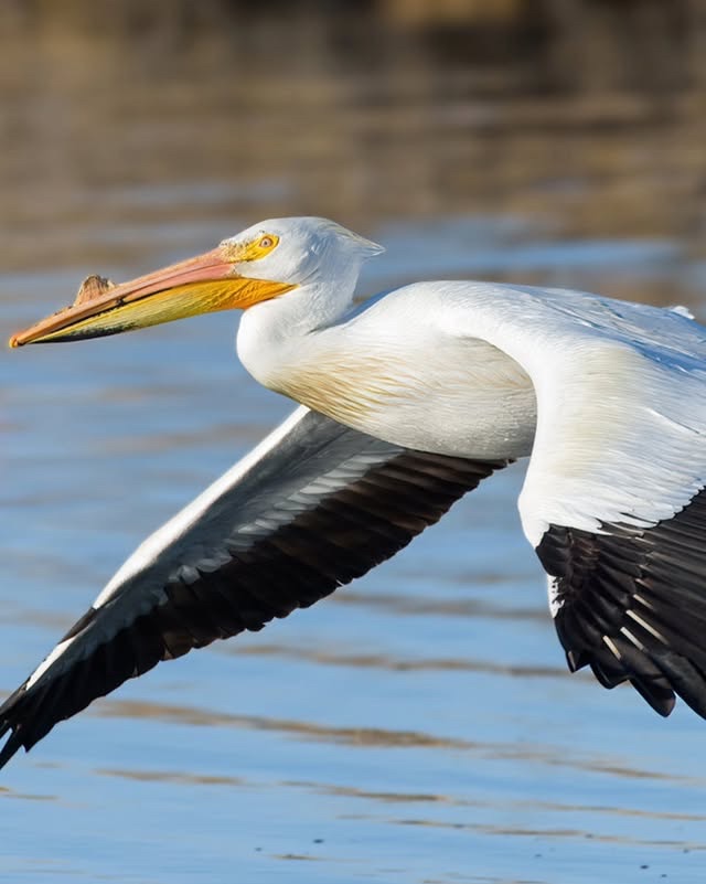 Al menos 15 Aves venezolanas en peligro por derrames de&nbsp;crudo