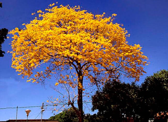 Tal día como hoy se consagró el Araguaney como “Arbol Nacional”