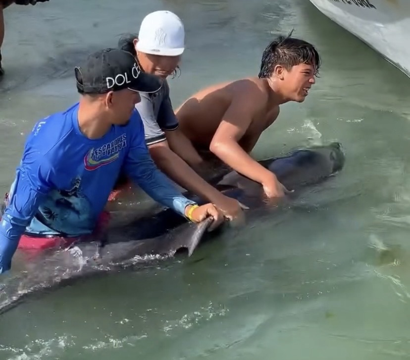 Rescatan a delfín nariz de botella en Bahía de&nbsp;Pampatar