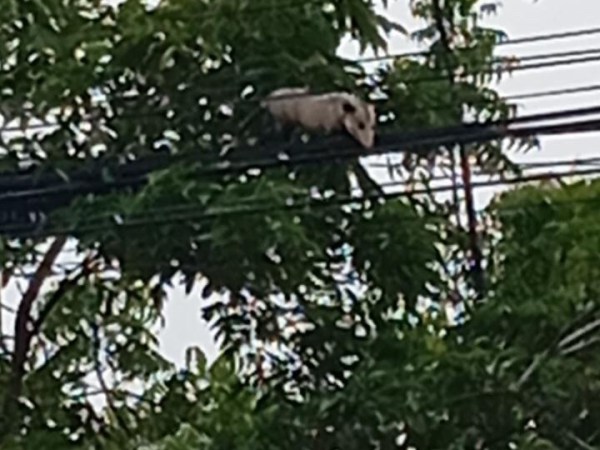 Reportan rabipelado atrapado en un árbol en el sector Las&nbsp;Casitas