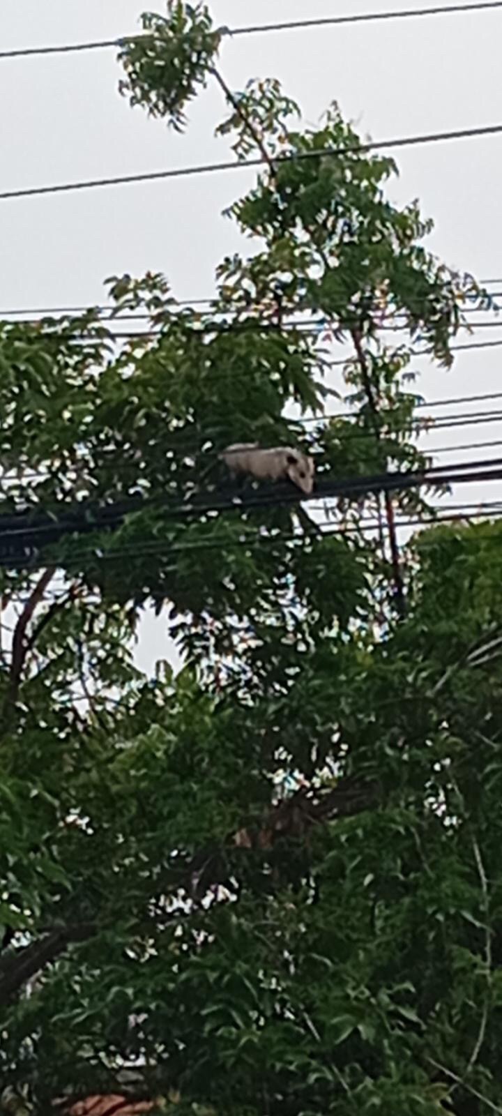 Reportan rabipelado atrapado en un árbol en el sector Las Casitas