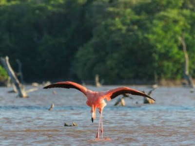 La Laguna de Unare nominada a World Travel Awards como Destino Verde Líder de&nbsp;Sudamérica