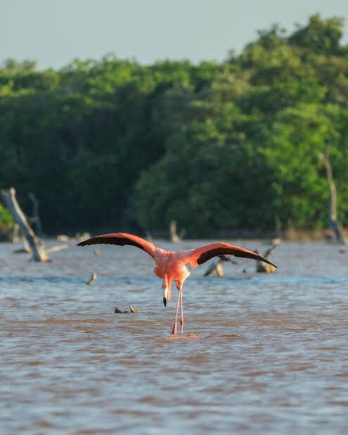 La Laguna de Unare nominada a World Travel Awards como Destino Verde Líder de&nbsp;Sudamérica